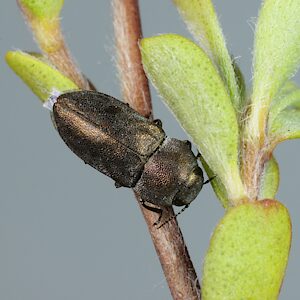 Anilara sp. Peebinga, PL5792, female, on Leptospermum myrsinoides foliage, SE, 4.3 × 1.8 mm